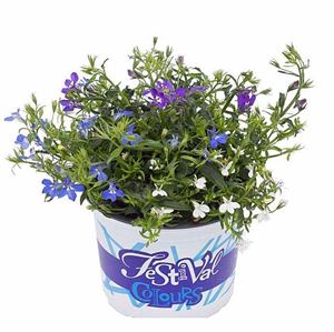 Afbeelding van Festival Colours Lobelia P12 Mixpot P12